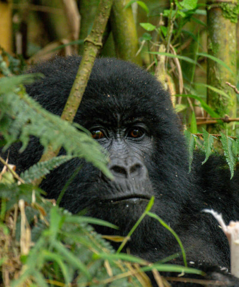 Gorilla in Mgahinga Gorilla National Park