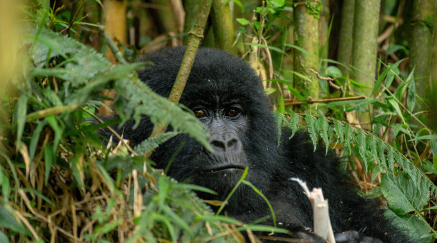 Gorilla in Mgahinga Gorilla National Park