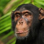15 DAYS MAGICAL UGANDA SAFARI | Chimpanze in Kibale National Park