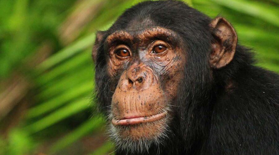 15 DAYS MAGICAL UGANDA SAFARI | Chimpanze in Kibale National Park