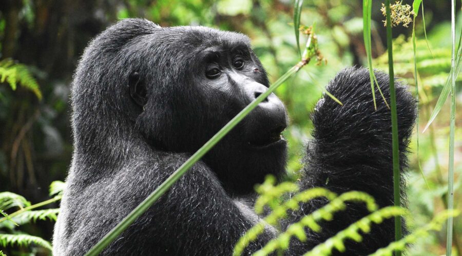 Mountain Gorilla Rwanda