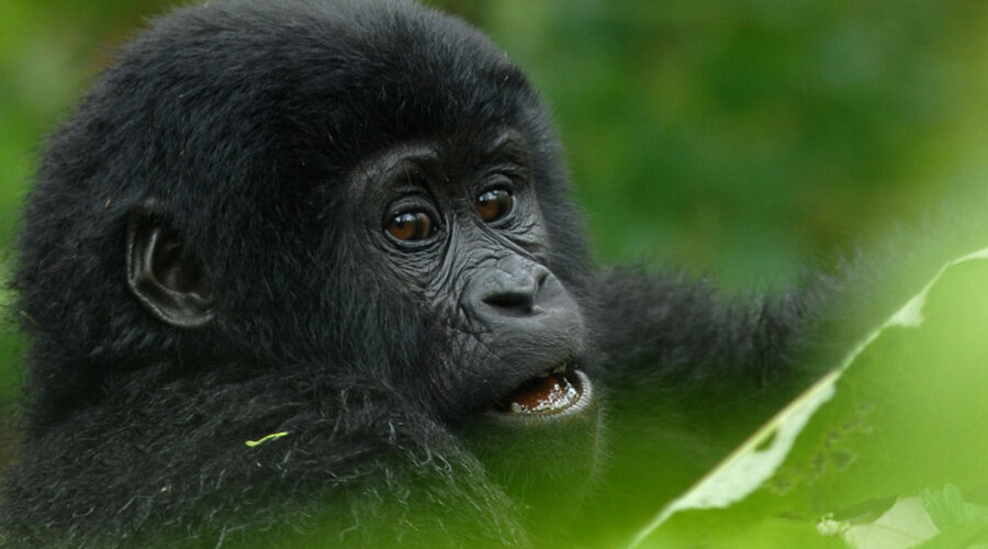 Bwindi Gorilla | 4 Days Gorilla Safari